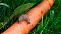 Škodljivci korenj in boj proti njim